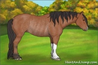 Horse Color:Bay Rabicano 