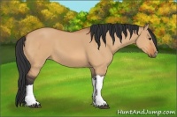 Horse Color:Bay Dun 