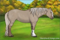 Horse Color:Silver Grullo 