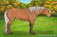 Horse Color:Silver Bay 