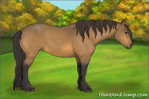 Horse Color: Buckskin 