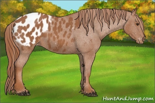 Horse Color: Chestnut Blanket 