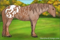 Horse Color:Chestnut Appaloosa 