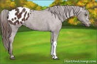 Horse Color:Liver Chestnut Appaloosa