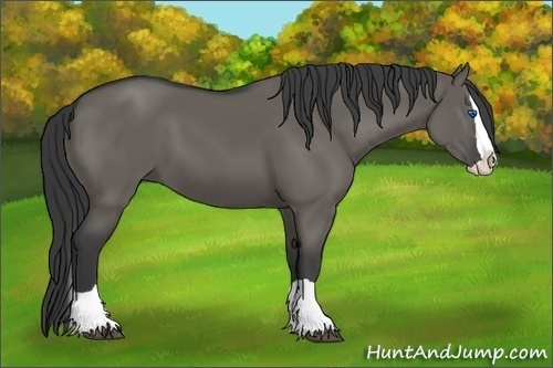 Horse Color: Grullo Splash 