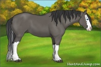 Horse Color:Grullo Splash 