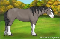 Horse Color:Grullo Splash 