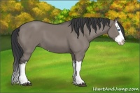 Horse Color:Grullo Splash 