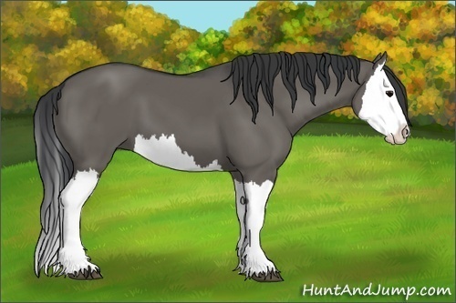 Horse Color: Grullo Splash 
