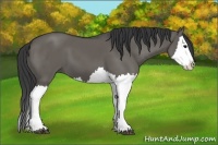 Horse Color:Grullo Splash 