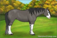 Horse Color:Grullo Splash 