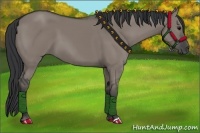 Horse Color:Grullo 