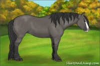 Horse Color:Grullo Splash 