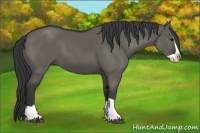 Horse Color:Grullo Splash 