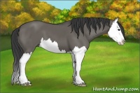 Horse Color:Grullo Splash 