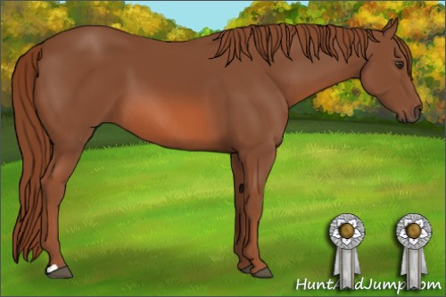 Horse Color: Liver Chestnut 