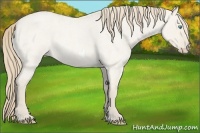 Horse Color:Smoky Creme Roan Dun Frame 