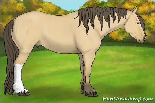 Horse Color:Unknown 