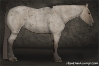 Horse Color:Smoky Grullo Roan 