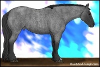 Horse Color:Blue Roan 