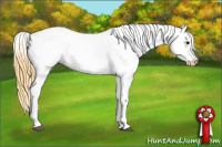 Horse Color:Buckskin Blanket Rabicano 