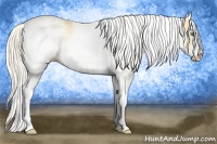 Horse Color:White Spotted Gold Cream Champagne 