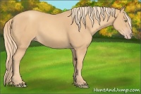 Horse Color:Gold Champagne 