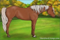 Horse Color:Silver Bay 