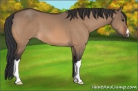 Horse Color:Bay Dun 