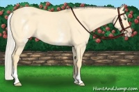 Horse Color:White Spotted Gold Cream Champagne Dun 