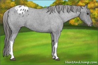Horse Color:Blue Roan Appaloosa 