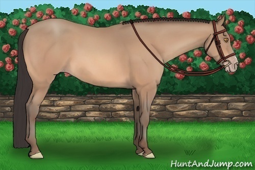 Horse Color: Amber Champagne 