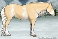 Horse Color:White Spotted Gold Cream Champagne 