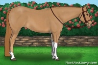 Horse Color:Red Roan Tobiano 