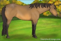 Horse Color:Buckskin 
