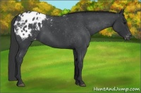 Horse Color:Blue Roan Appaloosa 