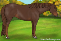 Horse Color:Gray Chestnut 