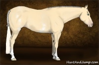 Horse Color:White Spotted Gold Cream Champagne