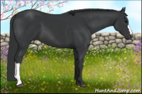 Horse Color:Black 