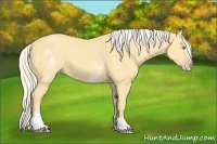 Horse Color:White Spotted Gold Cream Champagne 