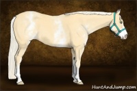 Horse Color:White Spotted Gold Cream Champagne 