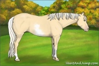 Horse Color:White Spotted Gold Cream Champagne 