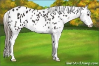 Horse Color:Smoky Black Frame Appaloosa 