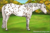 Horse Color:Chocolate Palomino Frame Near Leopard 