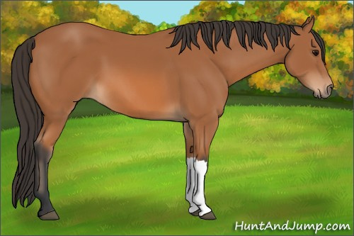 Horse Color: Bay 