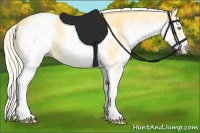 Horse Color:White Spotted Gold Cream Champagne 