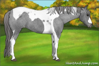 Horse Color:Black Tobiano Appaloosa 