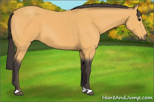 Horse Color:Buckskin 