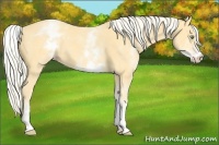 Horse Color:White Spotted Gold Cream Champagne 