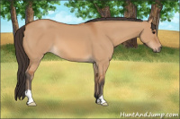 Horse Color:Bay Dun